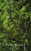 Evergreen (2012) Thumbnail
